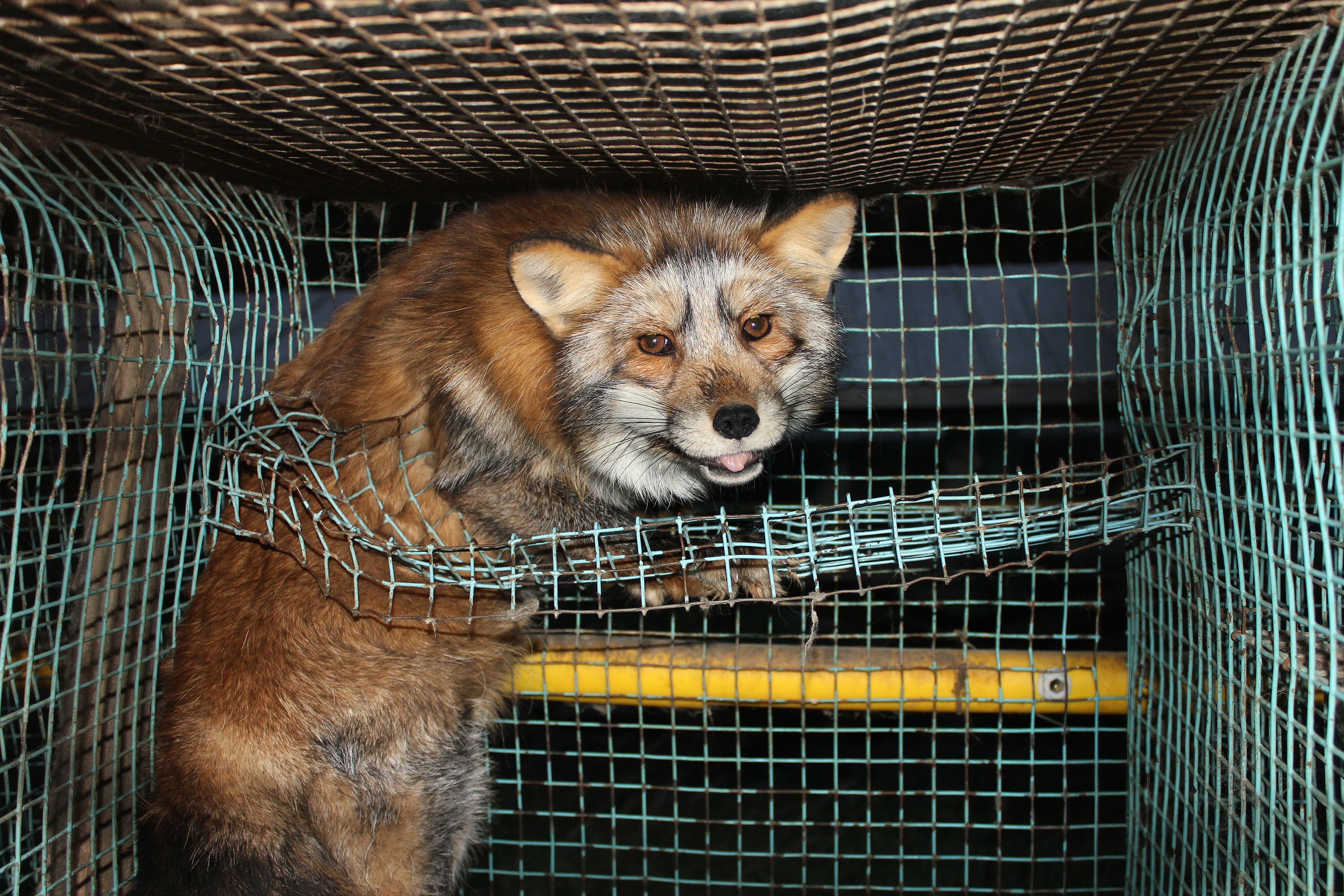 The Reality of Fur Farms: What Future for the Controversial Industry?
